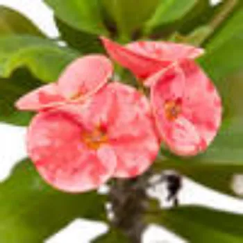 Red Hybrid Plant